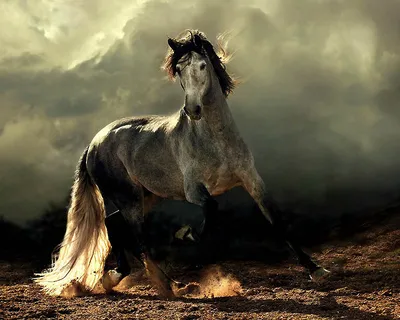 Сказочная красота — арабские и андалузские лошади » BigPicture.ru