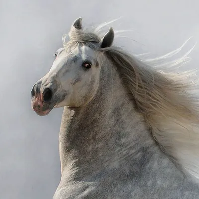 3417 Сказочная красота арабские и андалузские лошади | Андалузская лошадь,  Фотографии лошадей, Серые лошади