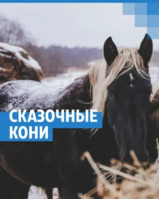 Волшебные лошади Оксаны Кукс | EquiLife.ru - Первый Конный журнал online