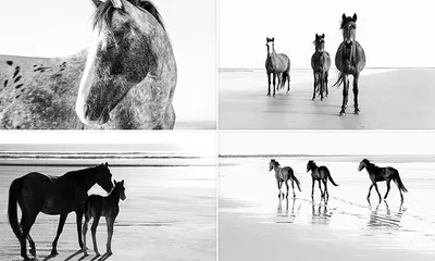 Лорел Берч - Сказочные лошади11 родные лошади: Описание произведения |  Артхив