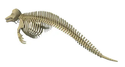 Скелет дельфина фото 