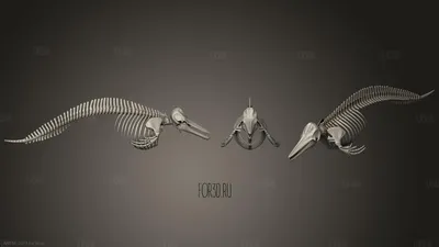 Скелет вымершего дельфина прояснил эволюцию китов - Индикатор