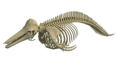 Скелет дельфина и человека сравненный на черноте Стоковое Изображение -  изображение насчитывающей подводно, море: 112671023