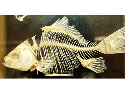скелет дельфина стоковое фото. изображение насчитывающей развилки - 8228574