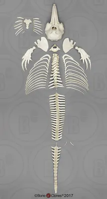 4D анатомическая модель дельфина, детская головоломка с животными, сборная  игрушка, морской организм, дельфин, орган, скелет, анатомия, Сборная модель  | AliExpress