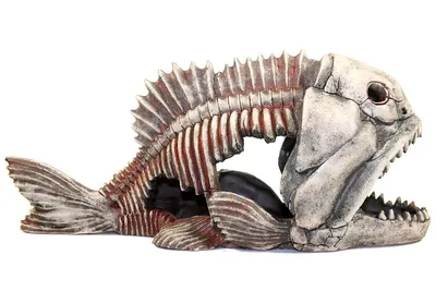 Скелет Рыбы. Изолированные На Черном Фотография, картинки, изображения и  сток-фотография без роялти. Image 23162936
