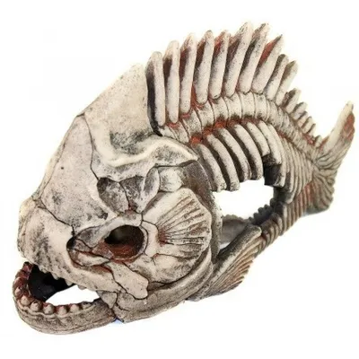 Скелет дельфина стоковое фото. изображение насчитывающей позвоночник -  107534068