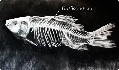 Грот «Декси» Скелет рыбы №905 купить | Аквамир Тольятти