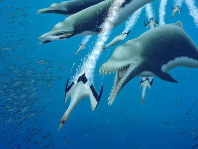 Скелет дельфина стоковое изображение. изображение насчитывающей современно  - 47327033