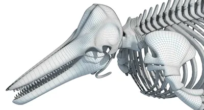 В Шотландии обнаружен скелет дельфина возрастом восемь тысяч лет -  ИССЛЕДОВАНИЕ-ФОТО