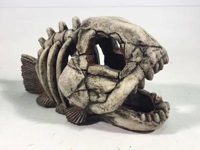 Интересные Факты - На фото: скелет рыбы Фугу в обычном и раздутом состоянии  | Facebook