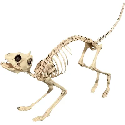 Скелет кота иллюстрация штока. иллюстрации насчитывающей ангстрома -  82077330