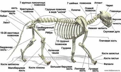Скелет кота иллюстрация штока. иллюстрации насчитывающей млекопитающее -  82126884