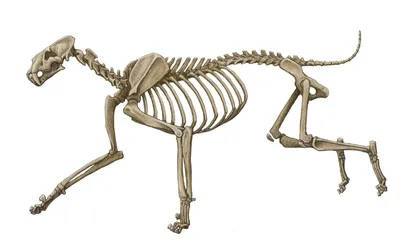Новое поступление – скелет амурского лесного кота Государственный  Дарвиновский музей