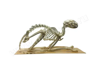 Мультяшный скелет кота - 67 фото