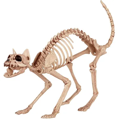 Уценка Скелет кошки Причина: отсутствие двух ребер, шея немного подклеена
