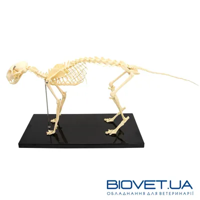 Анатомическая модель скелет кошки › купить, цена в Москве, оптом и в розницу