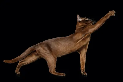 Скелет кота, профессиональное фото, …» — создано в Шедевруме
