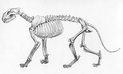 1Pc Crouching Cat Skeleton Cat Skull Model Creepy Animal Bones Decor R8F1 |  eBay