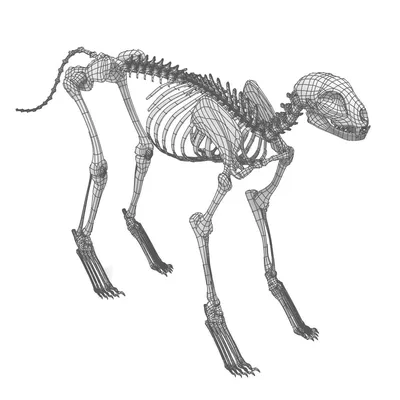 Cat Skeleton Anatomy - Anatomy of a Cat Skeleton Stock Photo by ©decade3d  71347011