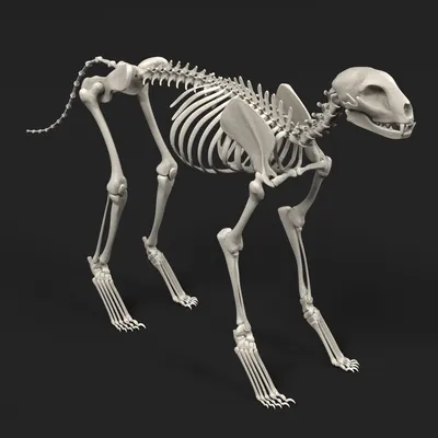 Скелет кошки и крысы скелет для хэллоуина украшения келетон животное жнец  кости животные в veterinaria science | AliExpress