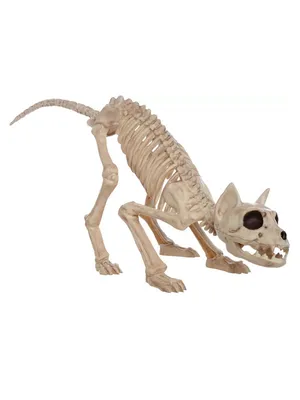 Скелет кошки 3D Модель $149 - .3ds .dae .obj .unknown .fbx .blend - Free3D