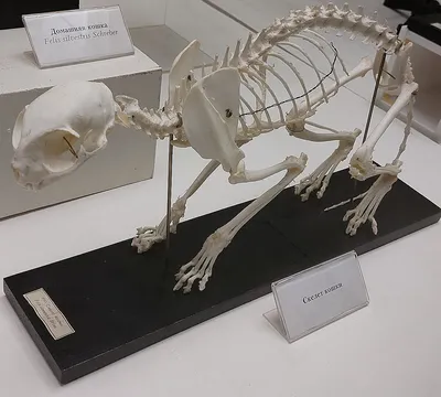 Скелет кошки из пластика.