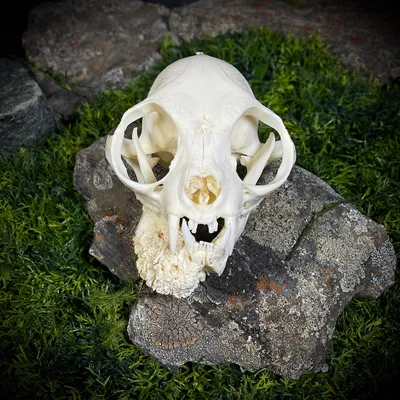 Скелет кота» — создано в Шедевруме