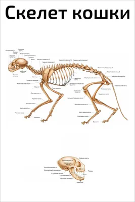 Особенности анатомии скелета кошки | ВКонтакте