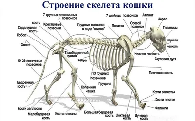 Украшение скелета кота хеллоуина Стоковое Изображение - изображение  насчитывающей дневные, кот: 101682265