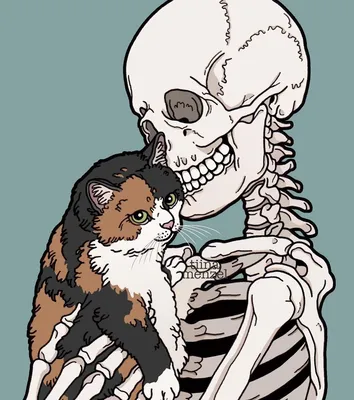 Лавка Диковинок on Instagram: \"Череп лесного кота Felis silvestris. 95 мм.  900.- #лавкадиковинок #декордлядома #настольныйдекор #череп  #cabinetdecuriosites #skull #catskull\"