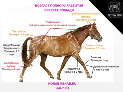 Скелет лошади иллюстрация штока. иллюстрации насчитывающей лошадь -  175904996