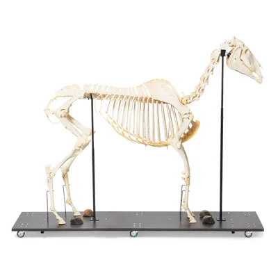 Биомеханика: скелет лошади | ВКонтакте