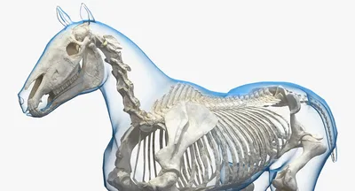 Возраст полного развития скелета лошади | Horse-Rehab.Ru