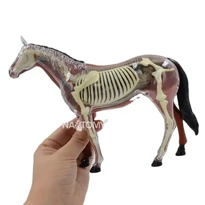 Скелет лошади (Equus ferus caballus), жеребец, препарат - 1021003 -  T300141m - Скелеты сельскохозяйственных животных - 3B Scientific
