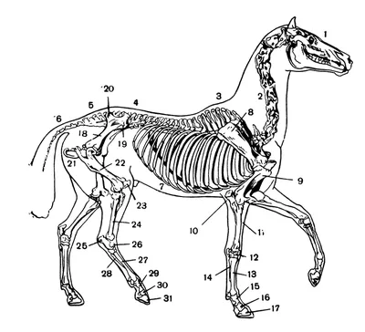 Строение скелета лошади - Уход и лечение | КОНОВОД