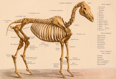 II. Скелетъ лошади (видъ спереди и сзади) [1889 Генералъ-маiоръ  Бильдерлингъ - Иппологический атласъ для нагляднаго изученiя верховой лошади ]