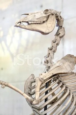 Полу-скелет лошади, лежит на траве…» — создано в Шедевруме