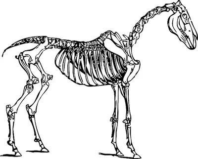 Скелет Лошади — стоковые фотографии и другие картинки Лошадь - Лошадь,  Скелет животного, Кость - iStock