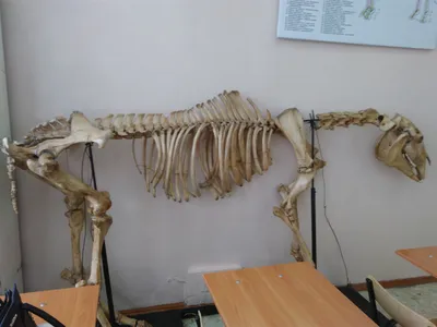 Анатомия и физиология лошади. Внутреннее строение и системы лошади