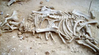Сравнение скелета человека и коня | Пикабу