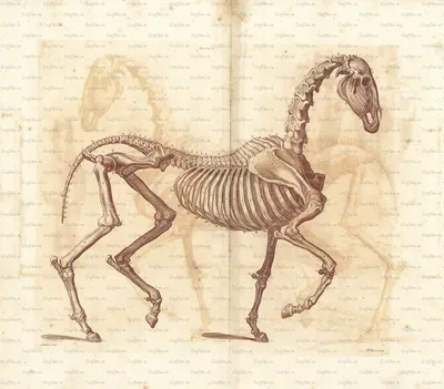 Скелетная система лошади Скелет Спинозавр Кость, Скелет, лошадь,  млекопитающее png | PNGEgg