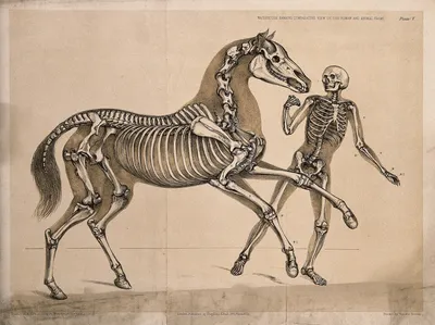 File:Скелет лошади.jpg - Wikimedia Commons