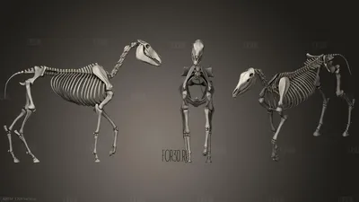 Воронежцы увидят скелет древней лошади на археологической выставке