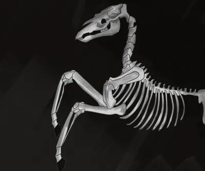 Скелет и мышцы лошади