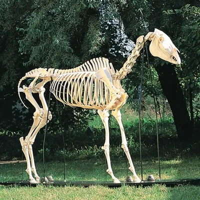 Скелет конечности лошади на подставке (передняя и задняя) Х06К | Модели  остеологические | Учебно-лабораторное оборудование от «МЕДИУС»