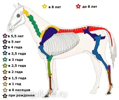 Скелет лошади (Андреа, 1743) — гравюры и репродукции на Grafika.ru