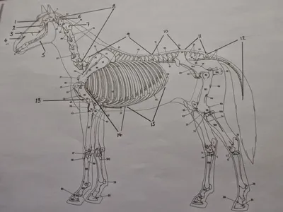 Работа Скелет лошади с возможностью распечатки в 3D • Сделано с помощью  ender 3・Cults