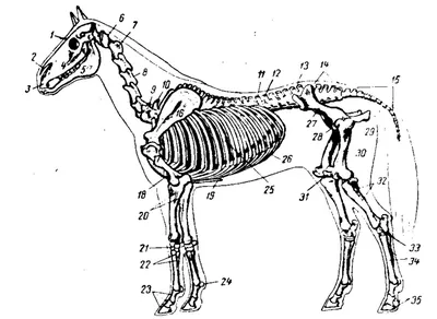 Анатомия фризской лошади Anatomi på hest og storfe Скелет Галоп, Скелет,  лошадь, нога, голова png | PNGWing