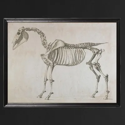 Скелет лошади иллюстрация штока. иллюстрации насчитывающей млекопитающее -  48761810